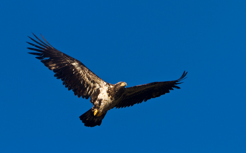 Bald Eagle In Flight